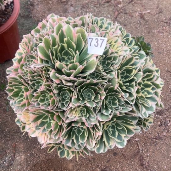 737白凤多肉植物花花