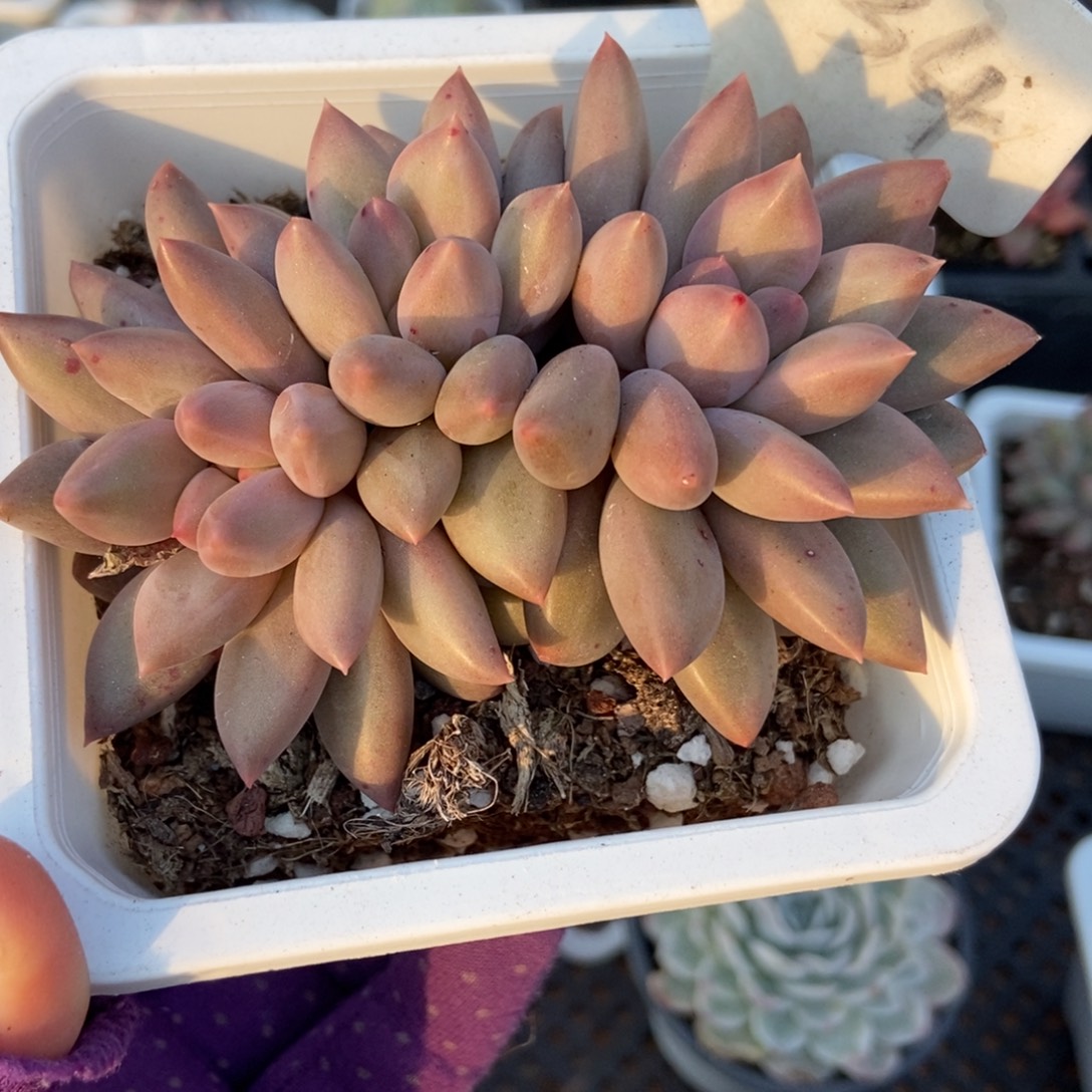 1034车厘子多肉植物多肉