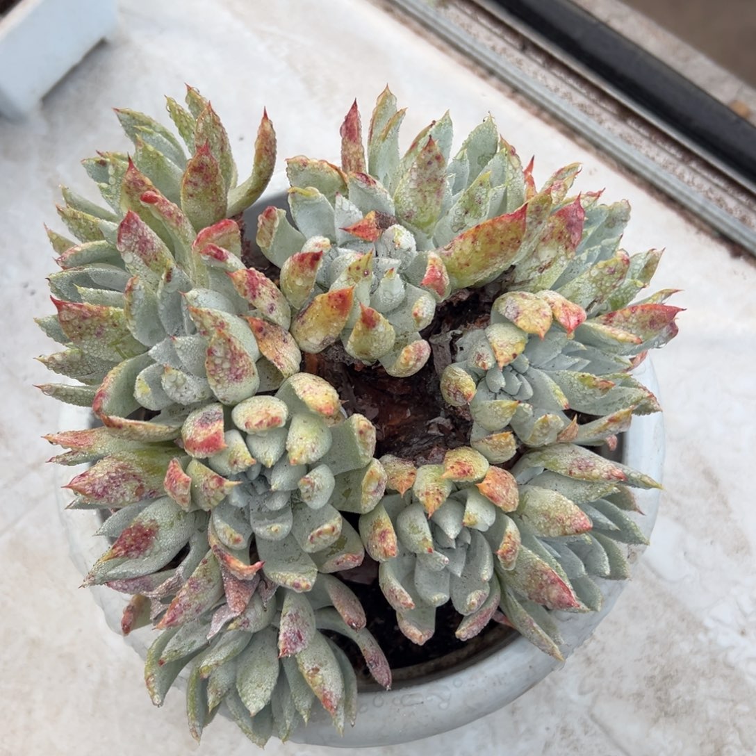 雪山苹果叶～一物一拍2320