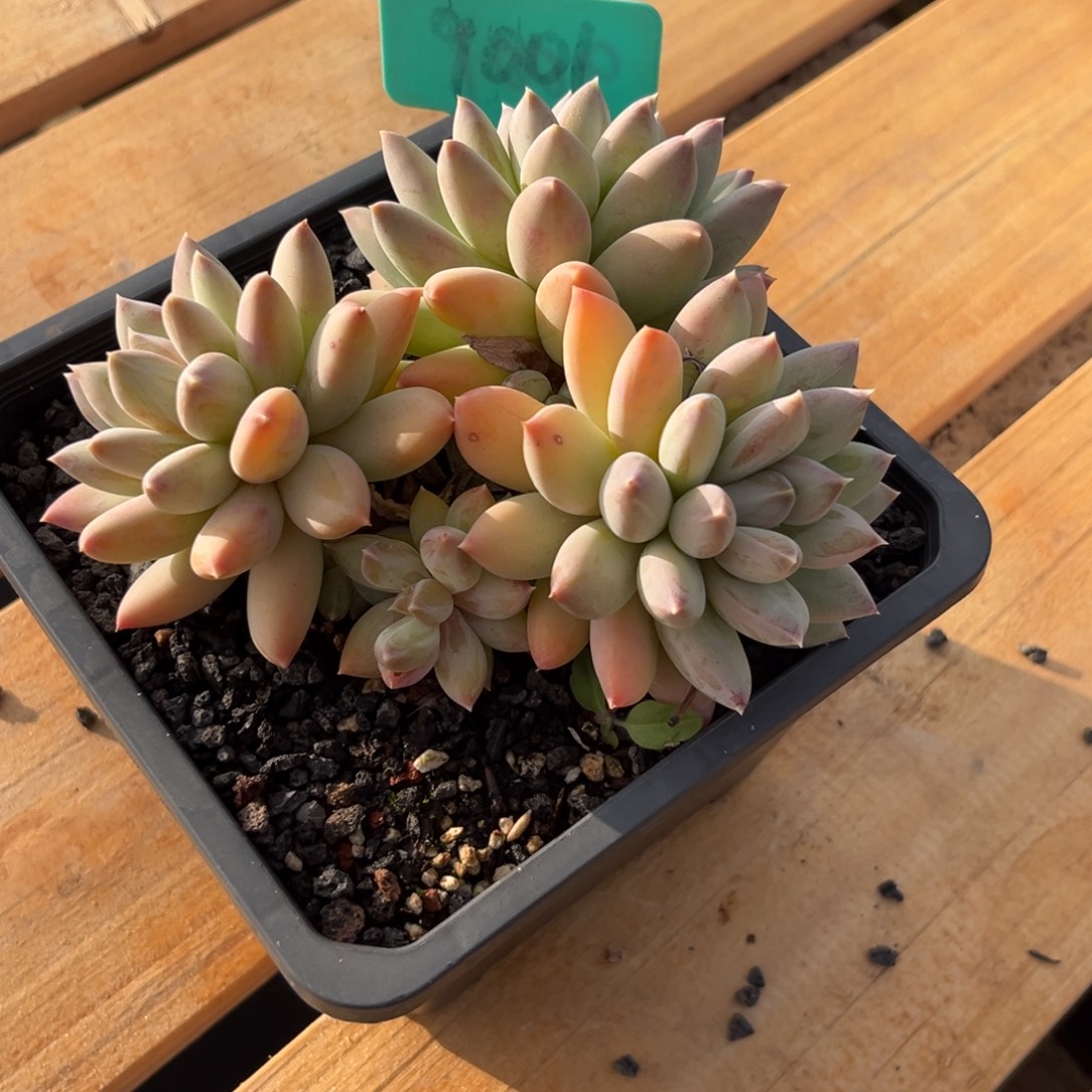 H***～9001下午多肉则群生