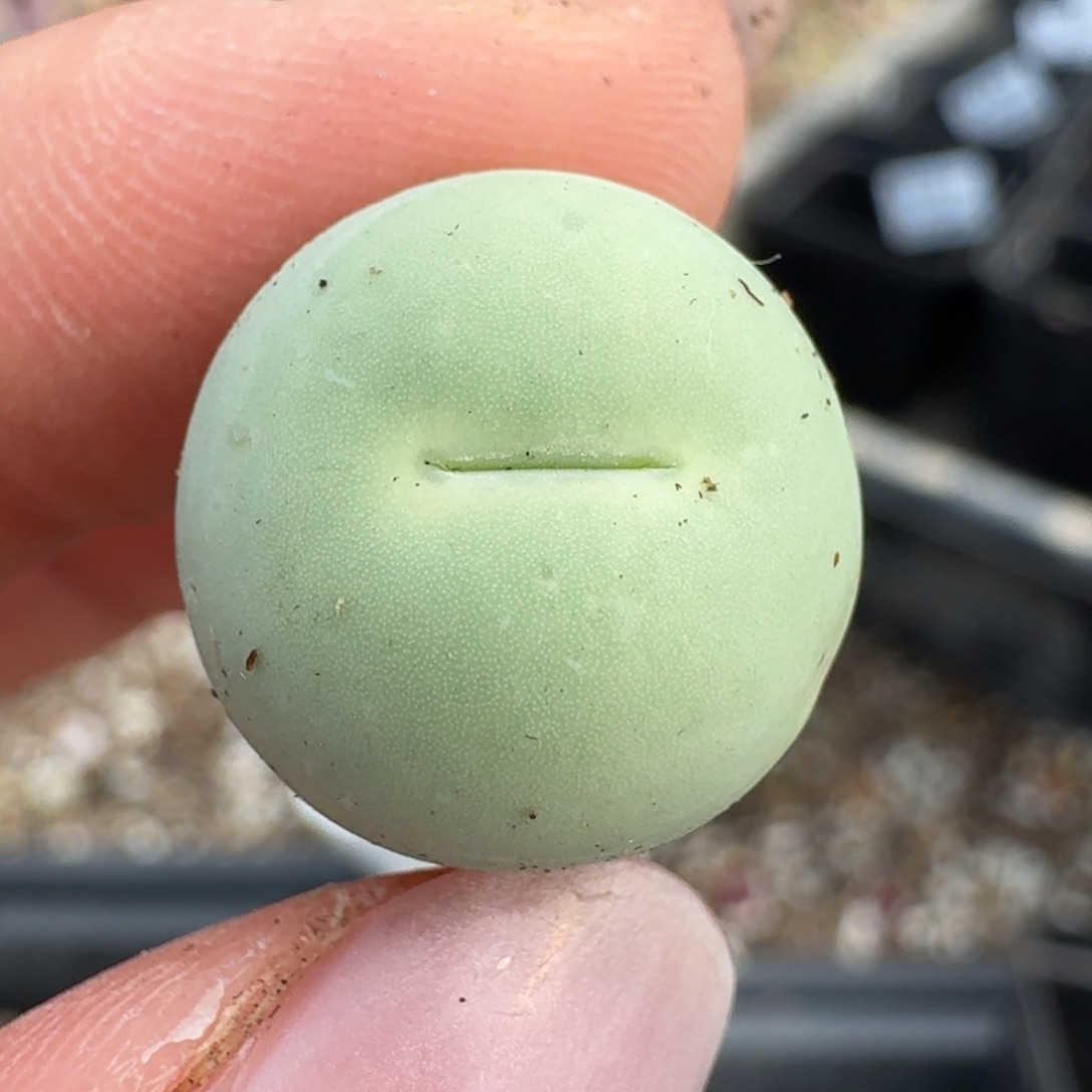 25-79鸽子蛋尺寸1.5左右