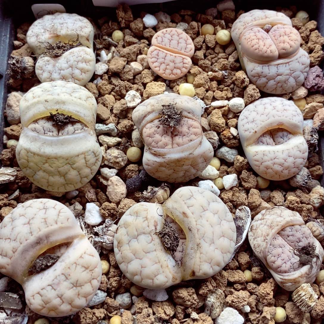 我的小姐姐们都是我782