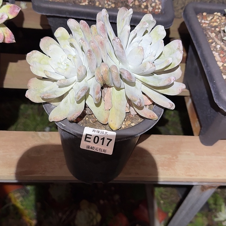 拇指仙女杯多肉植物