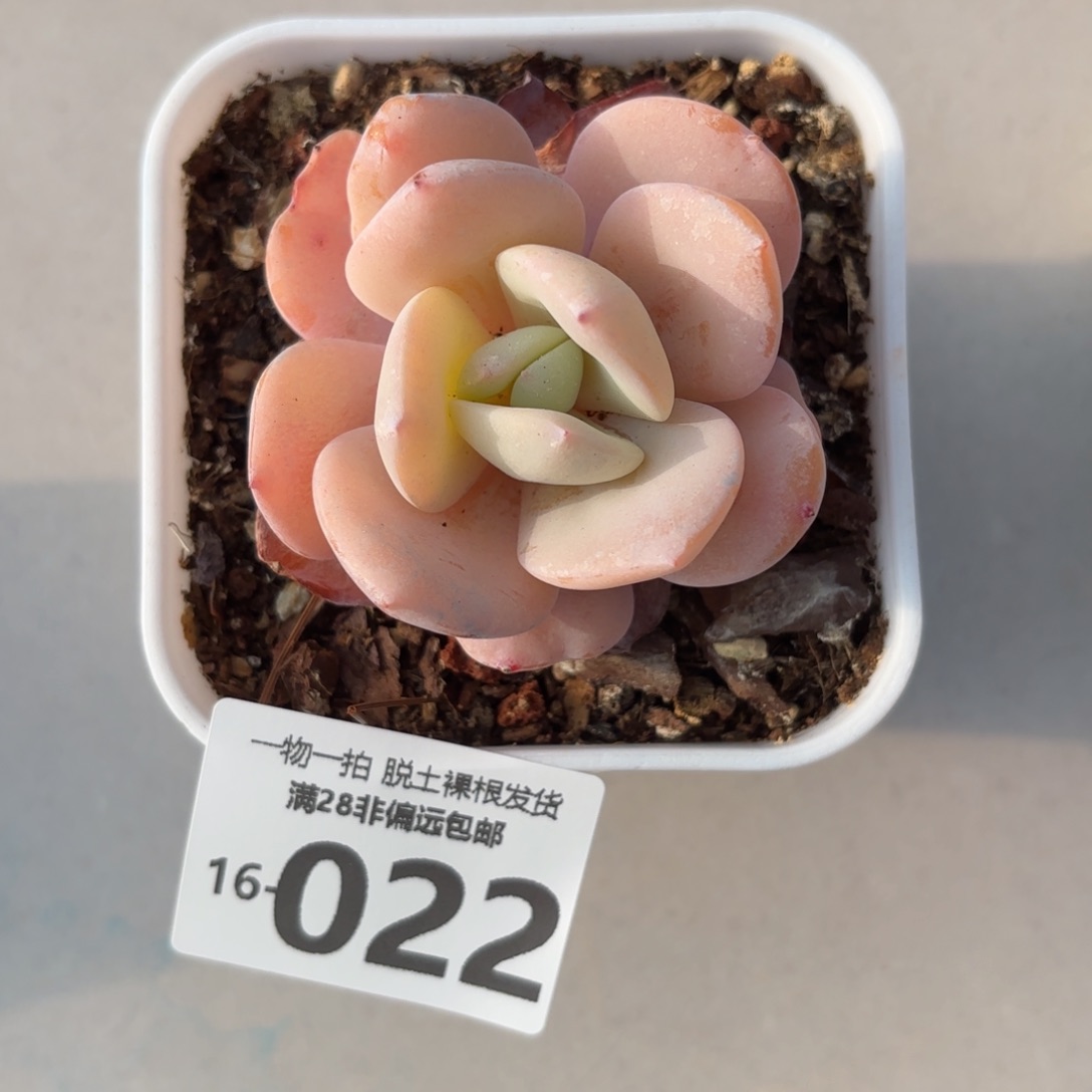 奶茶多肉多肉多肉