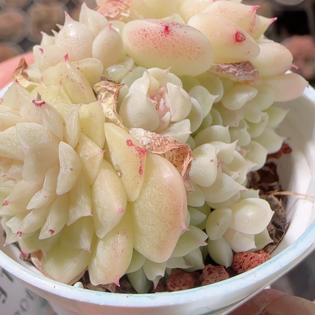 用***1花语多肉1219-122散