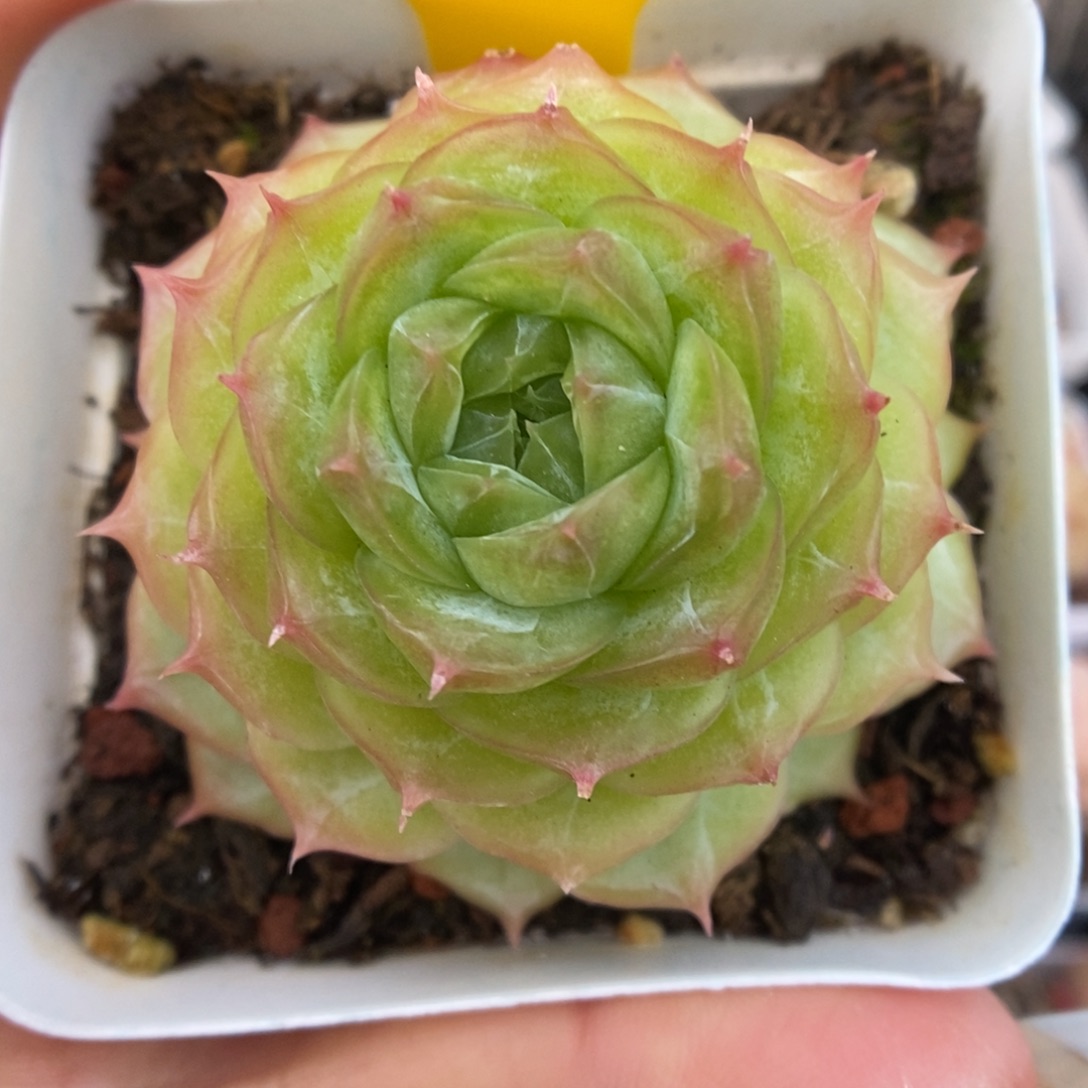 蔷薇珍妮可拍4755号