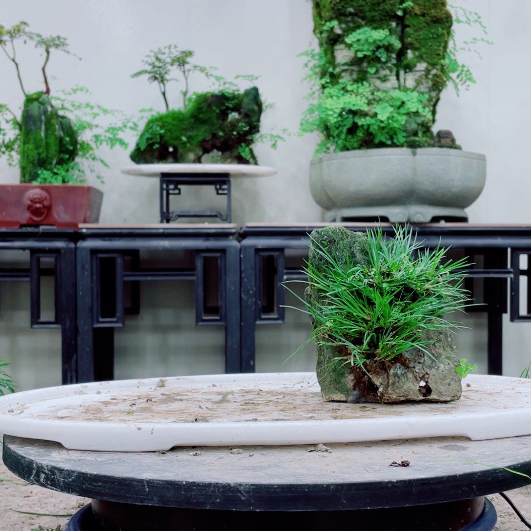 无铅玻璃?****?铁线蕨等植物的生长发育和