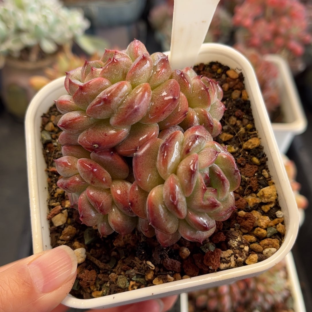 2554 满30包邮天冷地区必拍保温箱