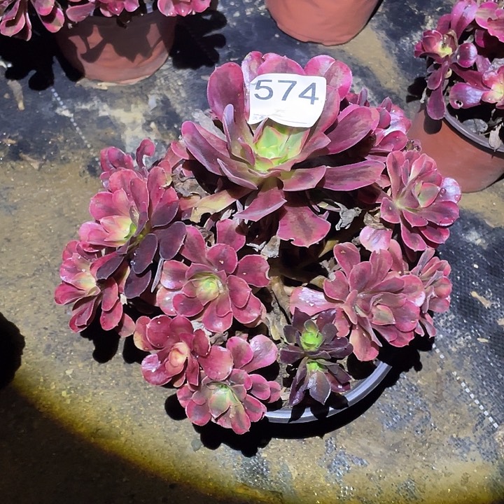 多肉植物断枝不包574美杜莎