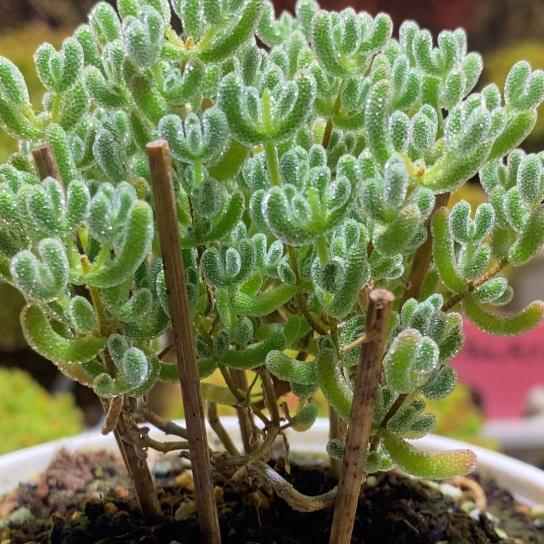 冰晶冰钻枝干番杏768