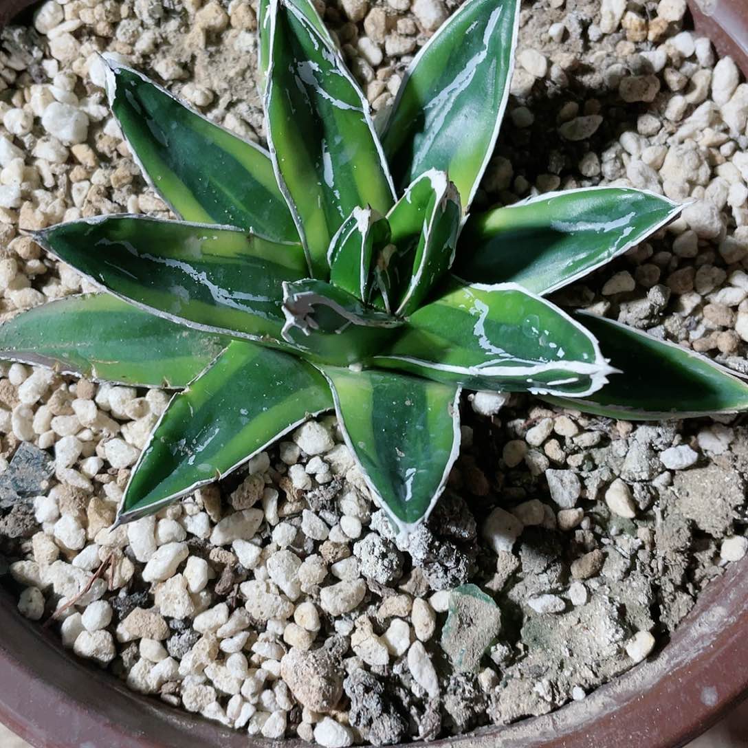 辉山小苗龙舌兰包邮