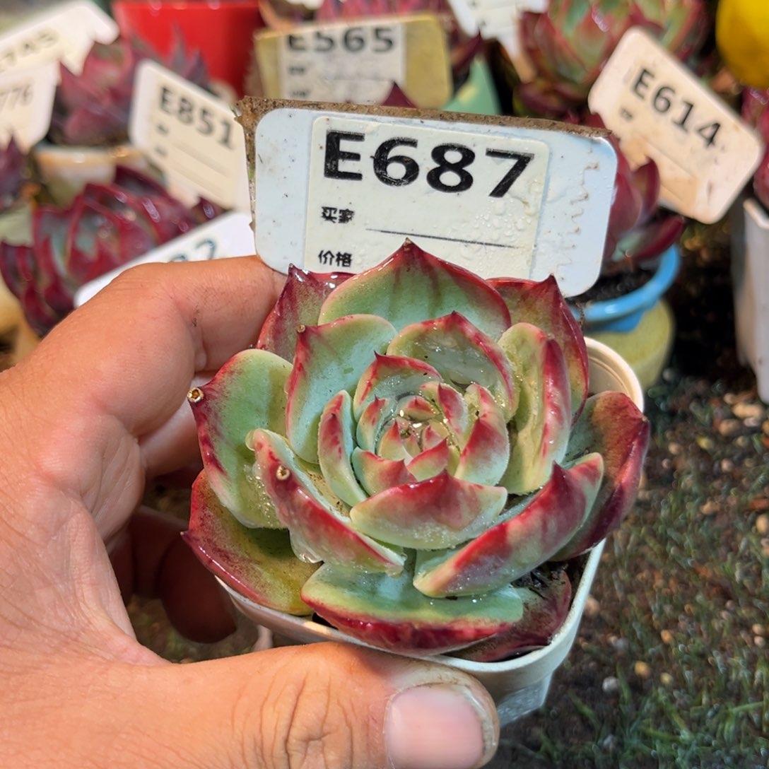 惊鸿一瞥687号多肉