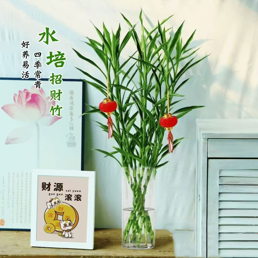 招财竹0.6-1.1米高水培绿植花卉室内盆栽聚财好运好养四季常青