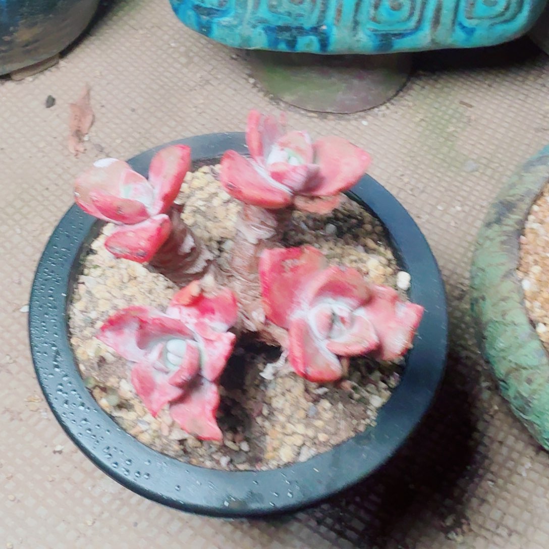 6107泡芙苹果叶多肉