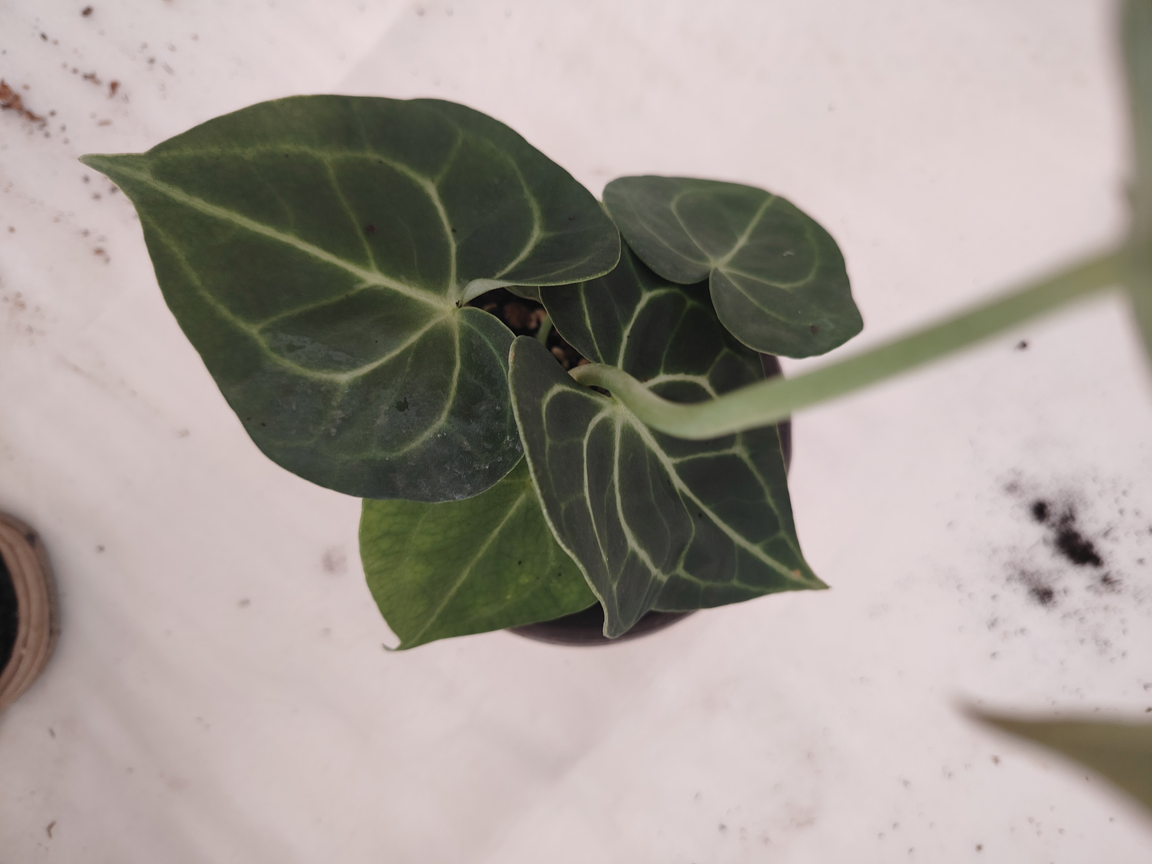 克莱恩水晶花烛室内网红好养耐看绿植盆栽可净化空气