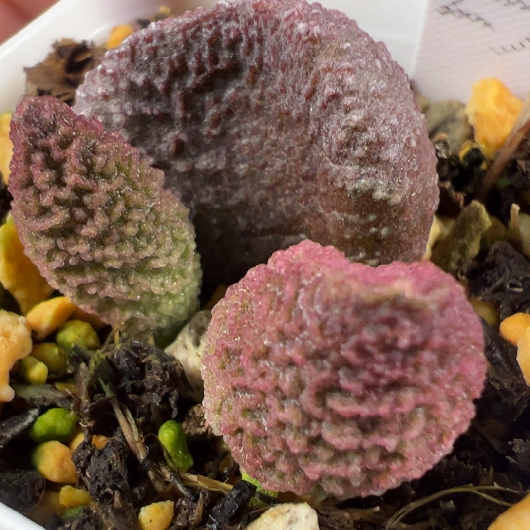 w紫色系冰晶颗粒款实生新品