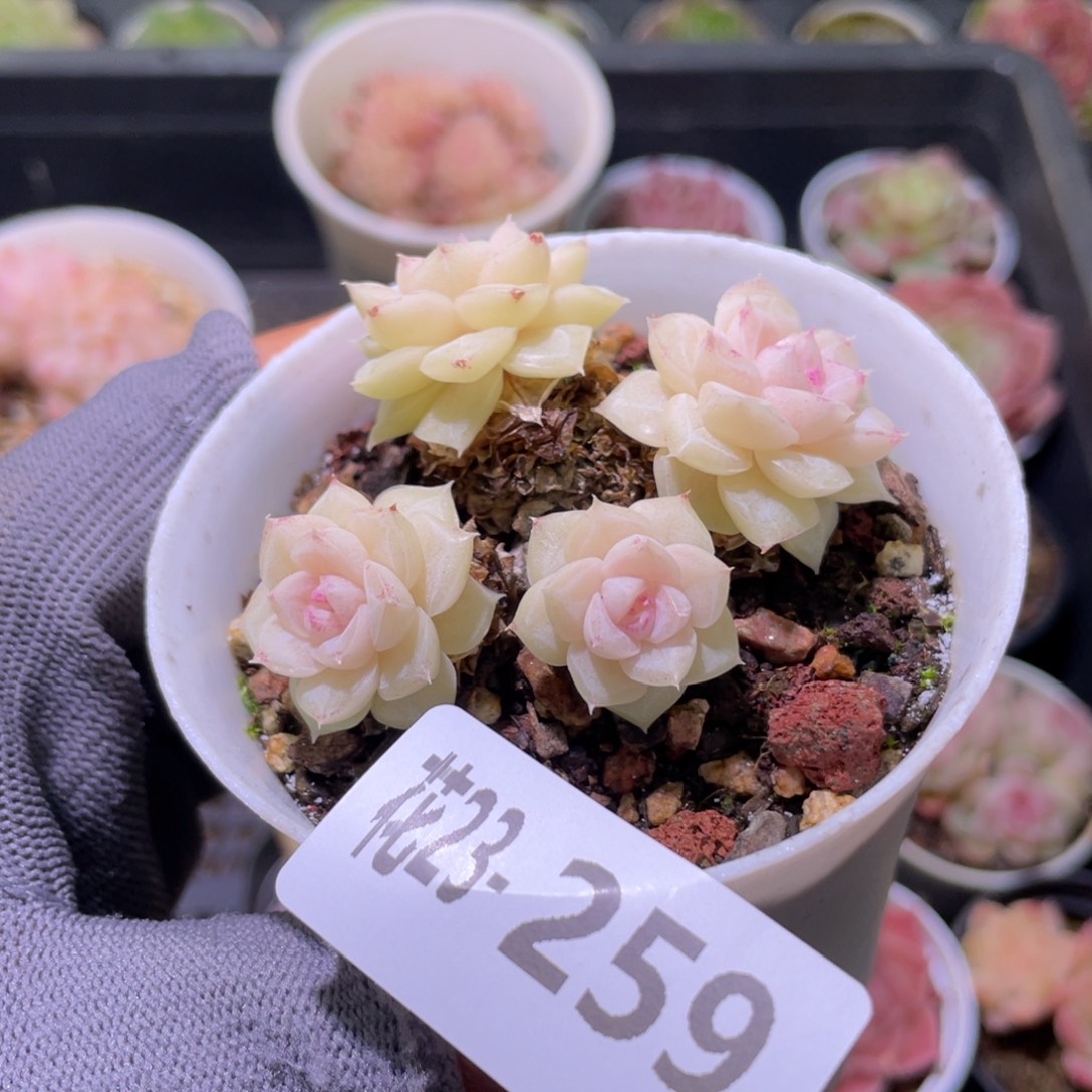 花利美23-259白天鹅