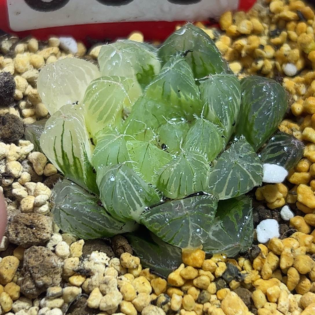 冰魄玉露锦十二卷多肉植物