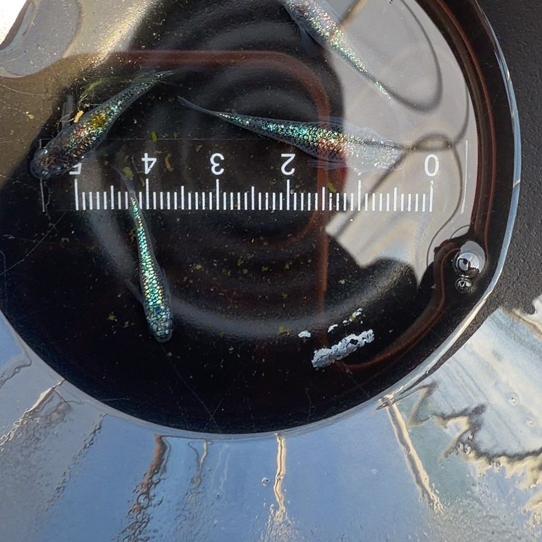 青鳉鱼观背青鳉42