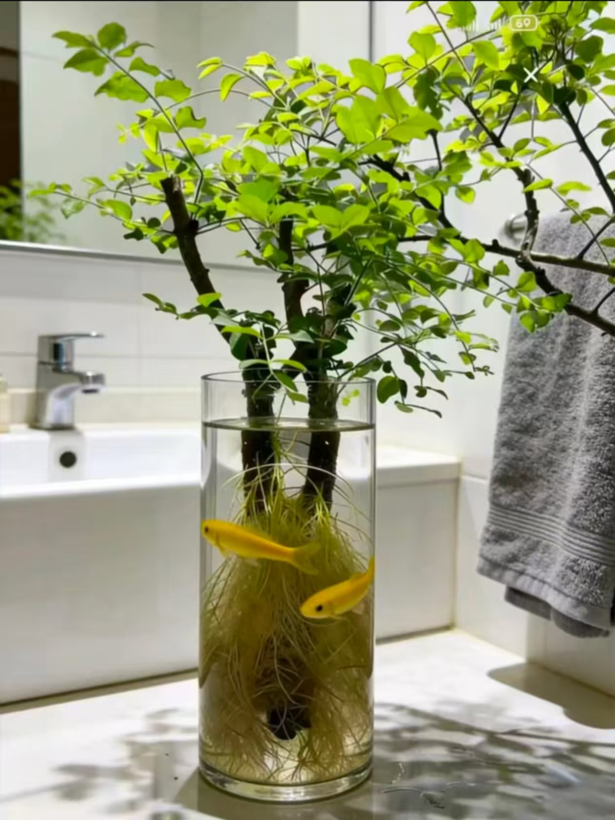 【一物一拍】小叶女贞水培发根植物自然发根室内绿植好养易活耐寒