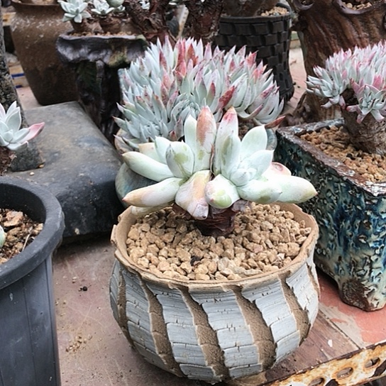 …拇指仙女棒仙女棒杯