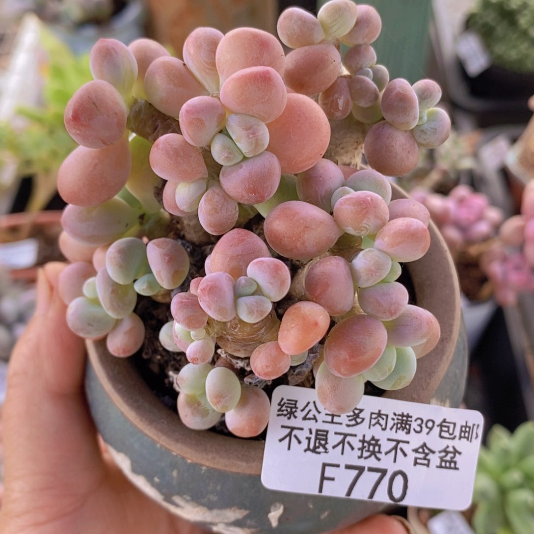 香水洛神老桩8cm770多肉植物