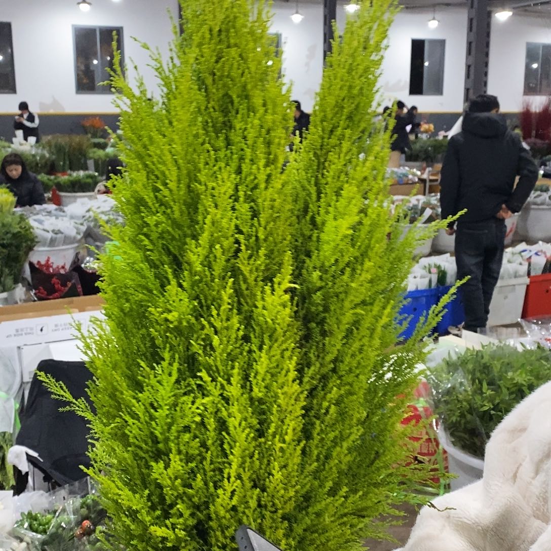 香松 1扎/不包邮/运费单拍