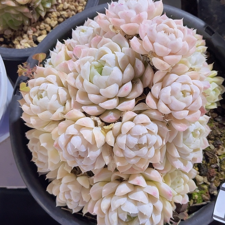 白月影不包整2498多肉植物