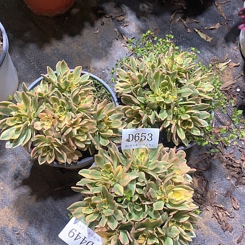 653甜茶多肉3颗组合