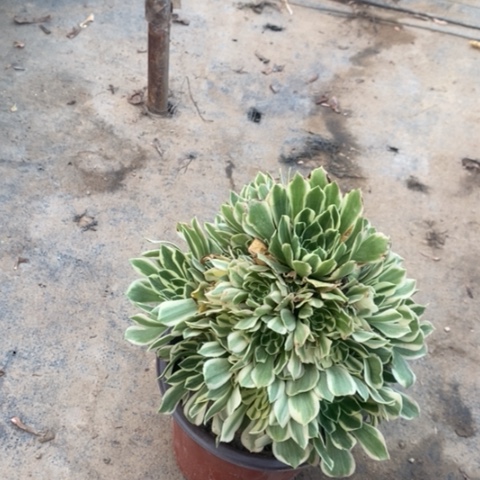 艳宁多肉植物071