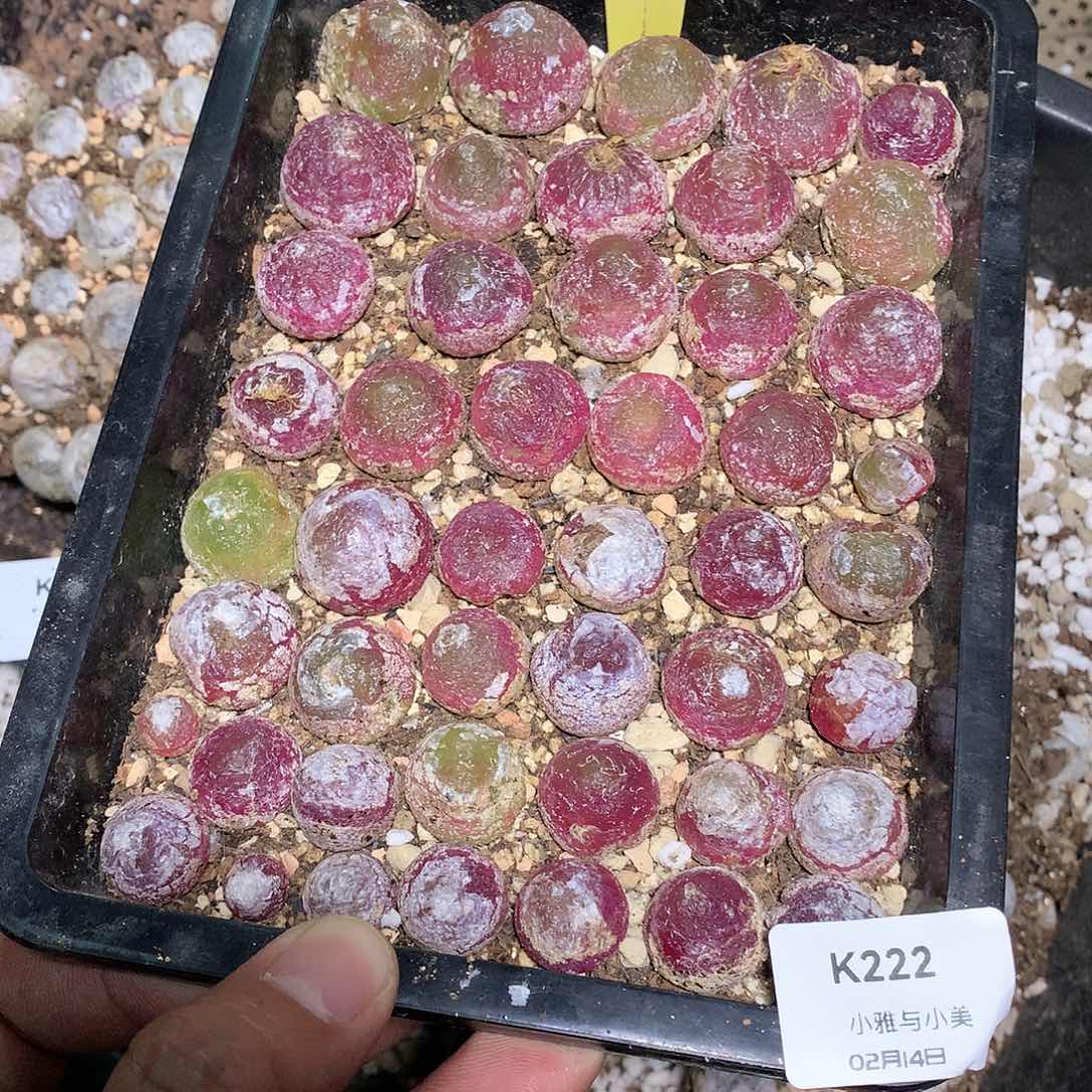 柯*咪K222多肉植物保护