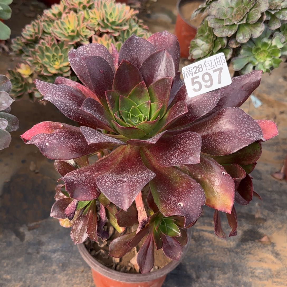 冰武士多肉597满28包邮断枝不包瑕疵