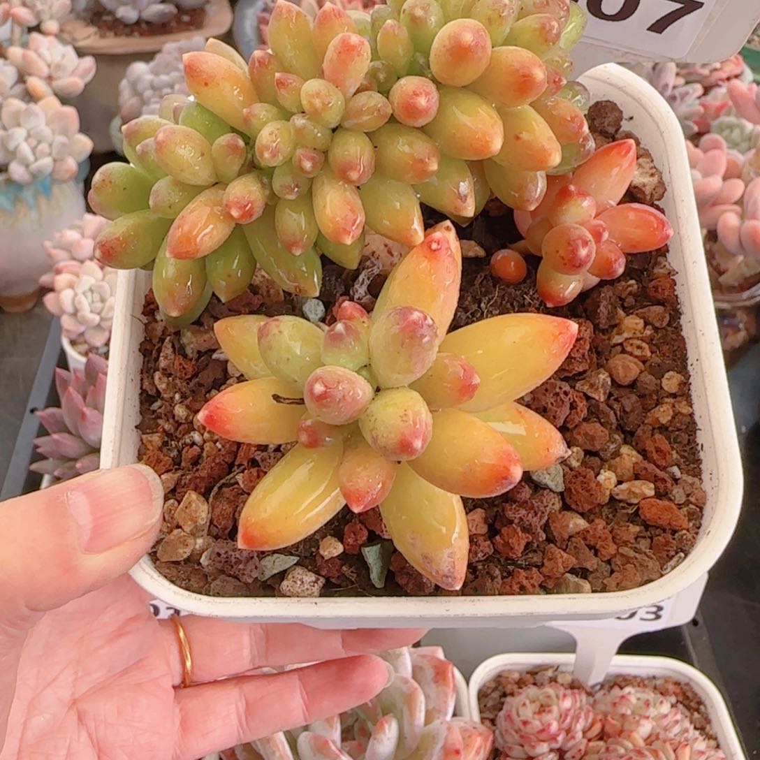 多肉植物8607…………