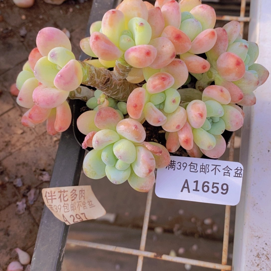 樱花罗琦老桩8cm1659多肉植物