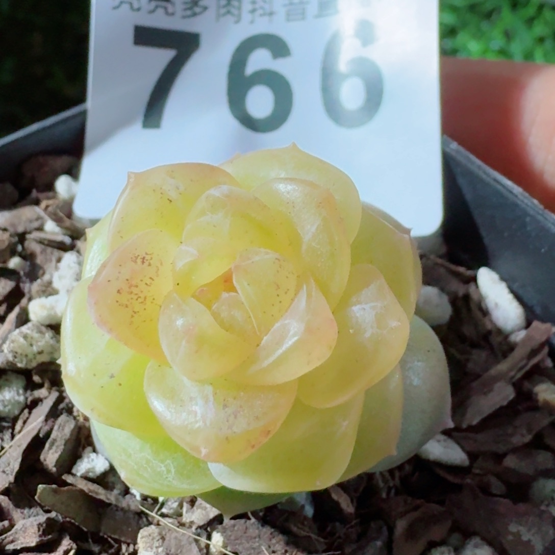 孤品珍妮         精品多肉