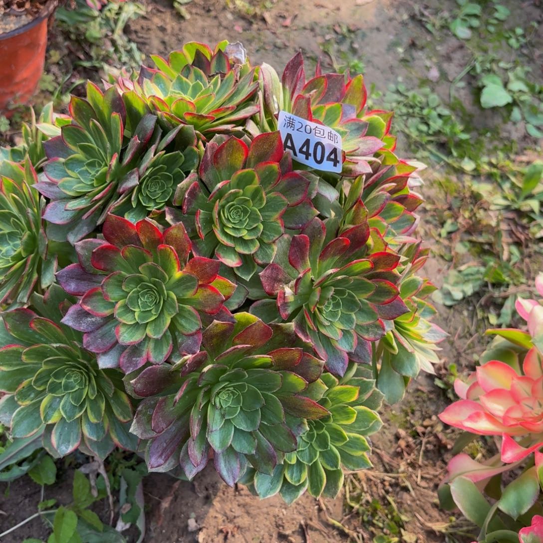 404多肉植物捧花的时候