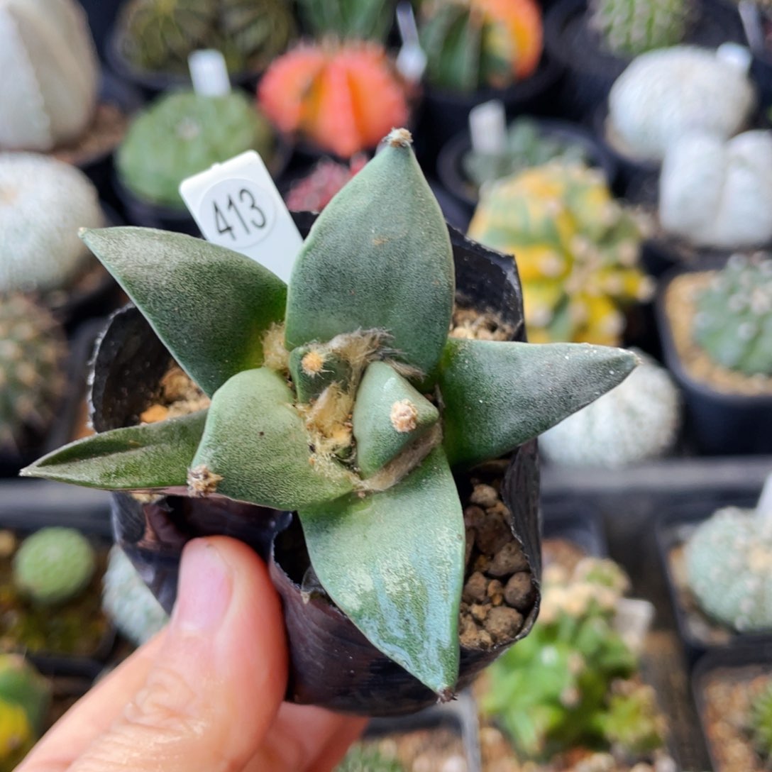 牛舌非偏远地区满25包邮裸根发货