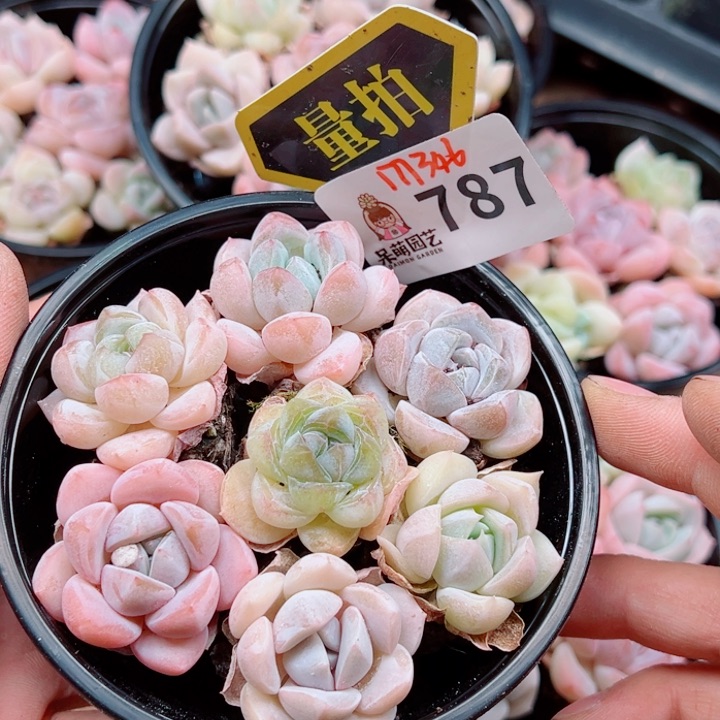 多肉植物多肉植物