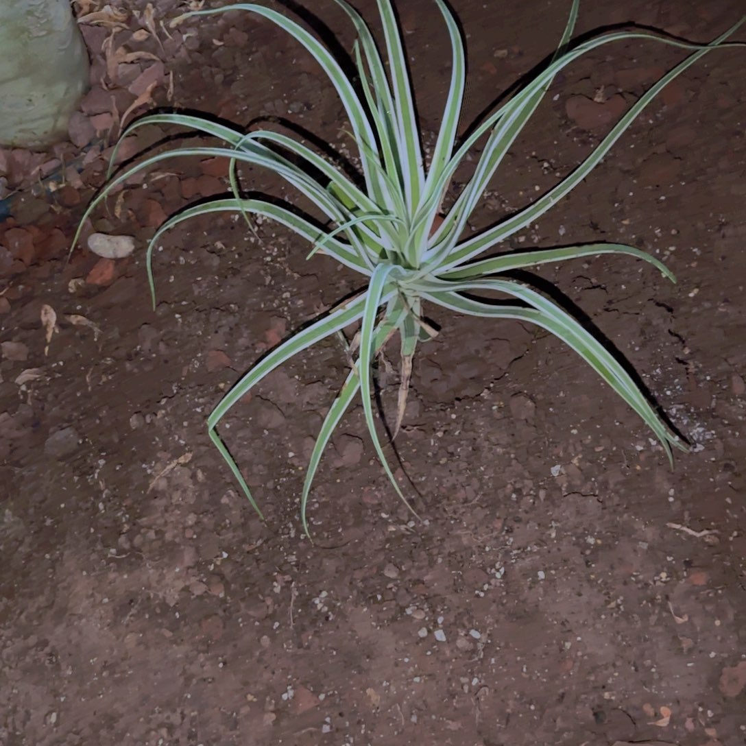 p****?块根植物块根植物块根植物