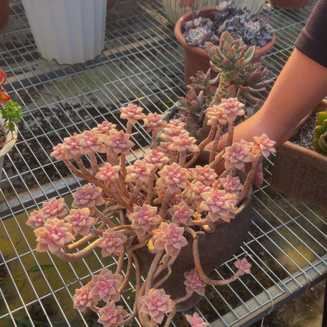 阿伦培飘枝多肉植物