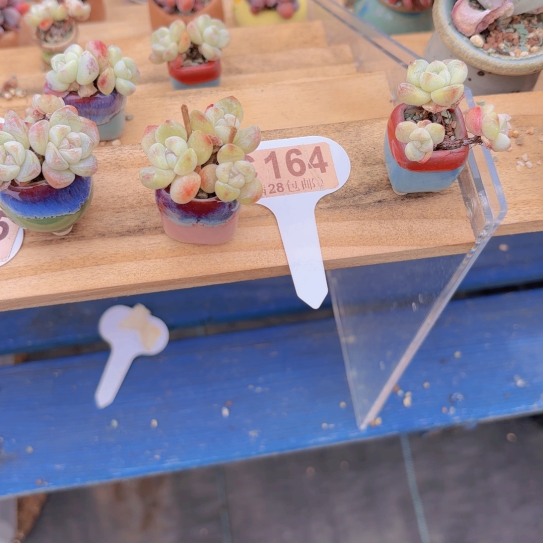 C164冰玉一物一拍