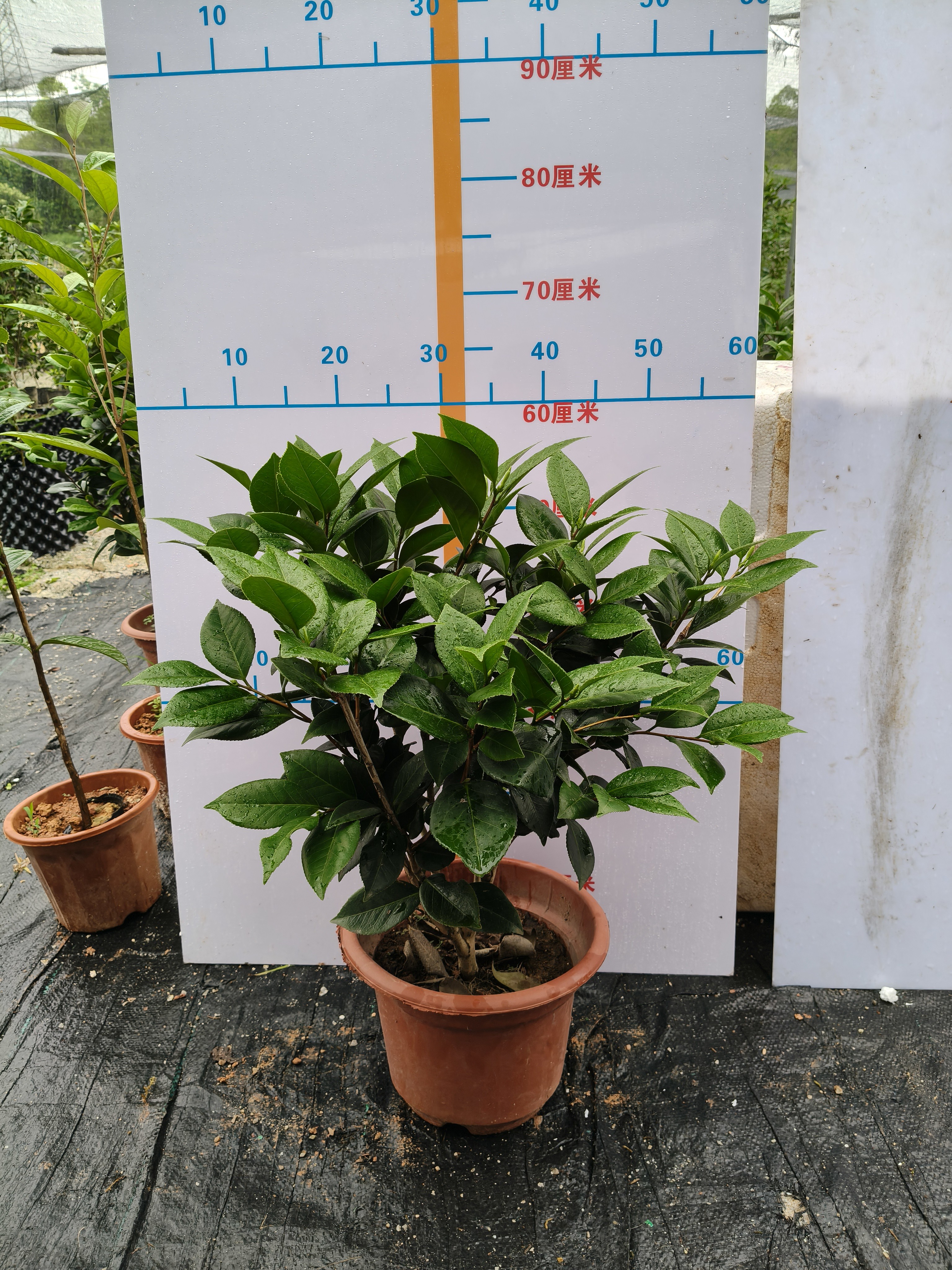 山茶花名贵品种茶花