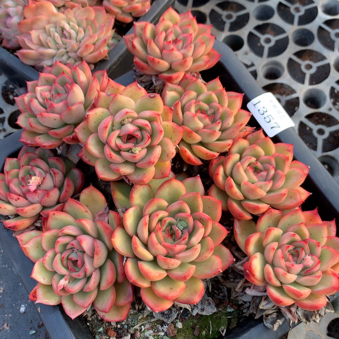 1357新年快乐发发发