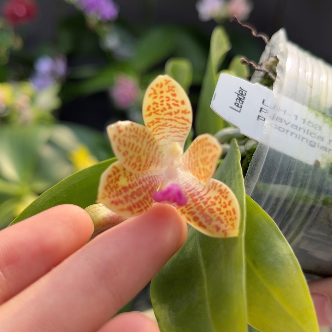 完全开放2.5寸爪哇交柯宁开花株