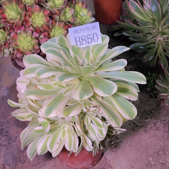850迈巴赫多肉植物