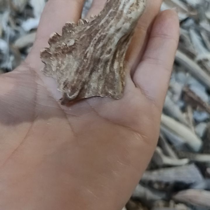 大*鹿角尖鹿角尖鹿角尖