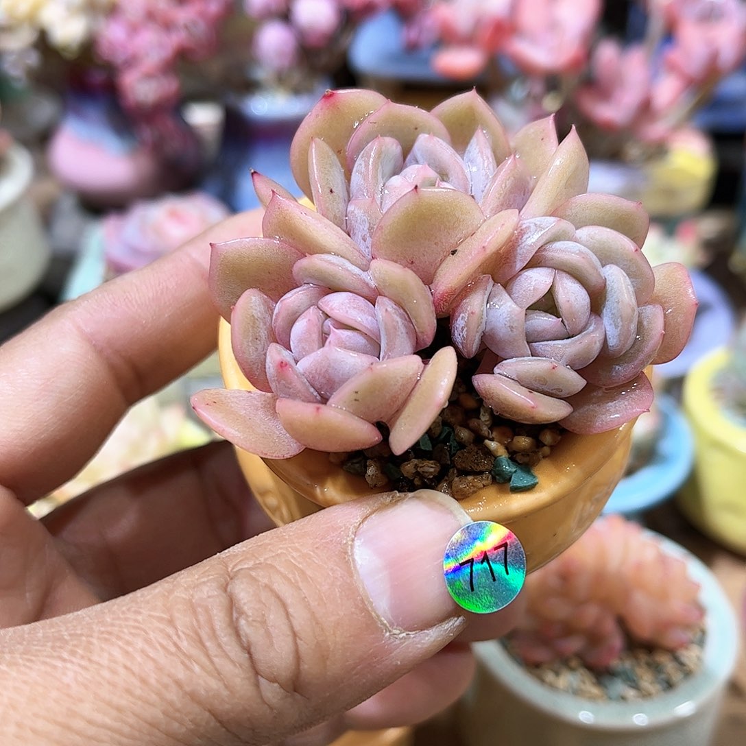 西米露 含盆含土发货 30包邮偏远除外