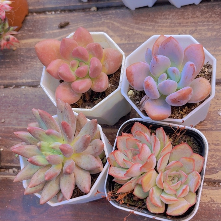 桃花源。奥普。蜻蜓。菲欧娜