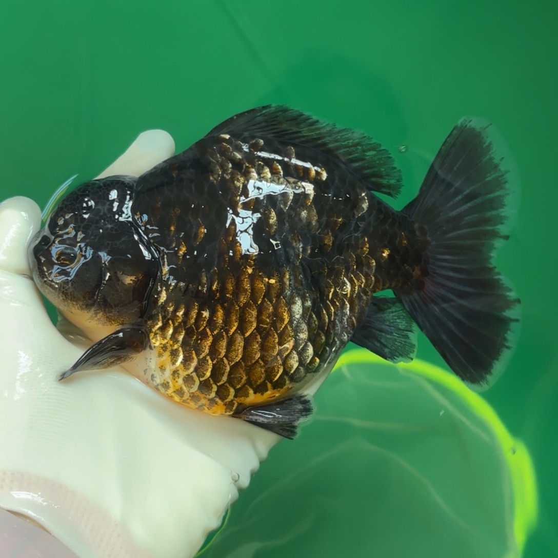 海水鱼麒麟16公鱼