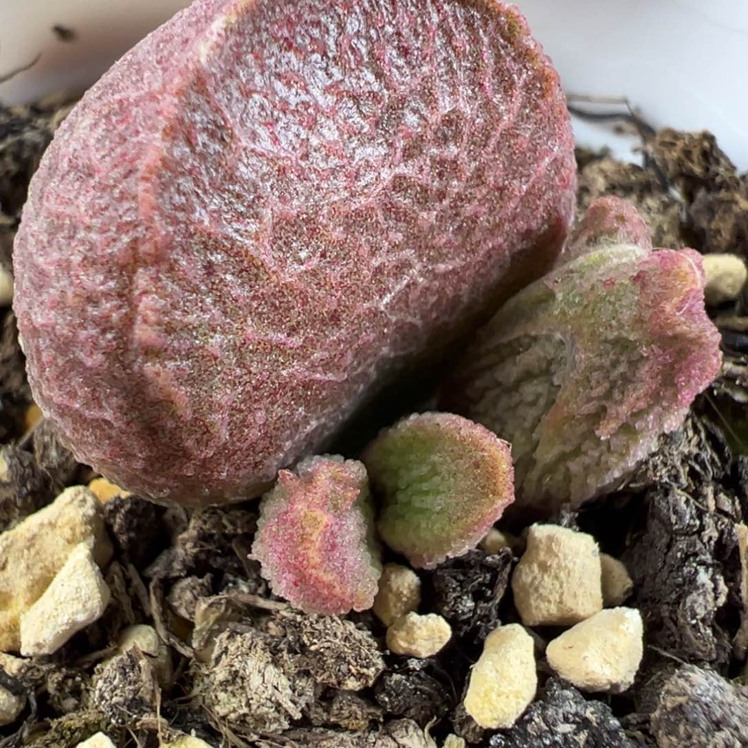 实生新品多肉植物水泡